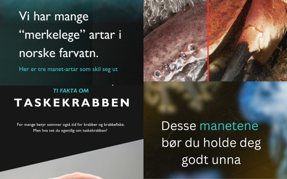 Instagram Stories for Havforskningsinstituttet